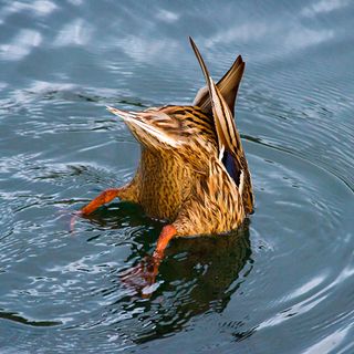 Fish eggs can hatch after being eaten and pooped out by ducks