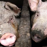 New swine flu with 'pandemic potential' discovered in China once more