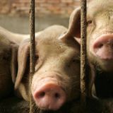 New influenza strain identified in pigs has 'essential hallmarks' of a pandemic virus