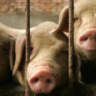 New influenza strain identified in pigs has 'essential hallmarks' of a pandemic virus