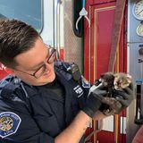 Five kittens rescued at San Mateo Fire Academy