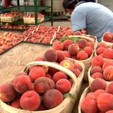 Farmers say this year’s Georgia peach crop is near perfect