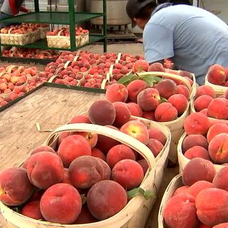 Farmers say this year’s Georgia peach crop is near perfect