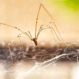 Lenses made with spider silk could help take pictures inside the body