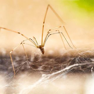 Lenses made with spider silk could help take pictures inside the body