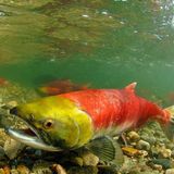 Warming temperatures threaten hundreds of fish species the world relies on, study finds