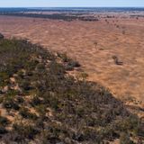 NSW farmers accelerate land-clearing rates, doubling previous decade