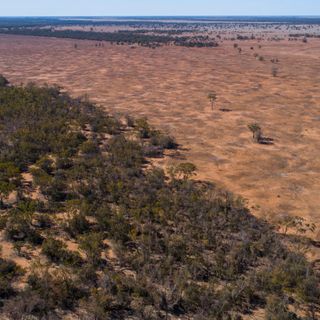 NSW farmers accelerate land-clearing rates, doubling previous decade