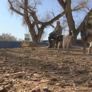 More New Mexico properties sign up for Doggie DNA program