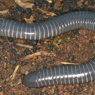 This Snake-Like Amphibian Might Actually Pack a Venomous Bite