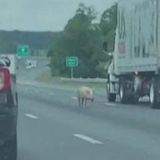 Escaped pigs cause traffic chaos on Virginia highway