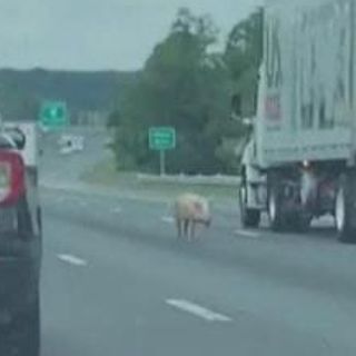 Escaped pigs cause traffic chaos on Virginia highway