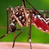 'Remain vigilant': Mosquito season renews concerns about deadly EEE virus