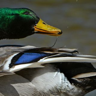 Fish eggs can hatch even after being eaten and excreted by ducks