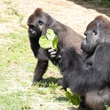 Endangered gorilla in New Orleans expecting 1st baby