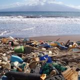 Beach Cleanups Prove Popular And Purposeful During Pandemic