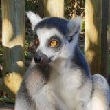 Walking with lemurs can reduce psychological and physiological stress