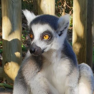 Walking with lemurs can reduce psychological and physiological stress