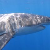 4 great white sharks detected near Rhode Island shore