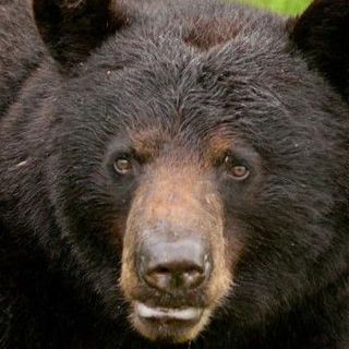 ‘Bruno’ the wandering black bear captivated Midwesterners on trek from Wisconsin to Missouri