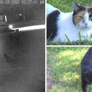 Cat killer is on the prowl in Phoenix neighborhood