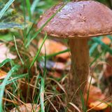 Washington, D.C., Might Decriminalize Magic Mushrooms