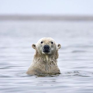 Arctic drilling operators can’t accurately pinpoint polar bear dens — which means they can’t avoid destroying them